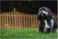How to Keep Your Dog Safe and Happy After Moving