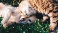 Why Are Some Apartments Not Pet Friendly?